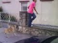 El Perro Quesuo..!!
