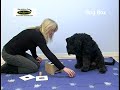 DogBox DogBox