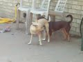 dogs