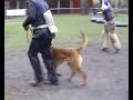 Kaka (aka Jack) - Gast son - training video