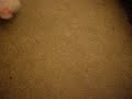 bella playing w meeee