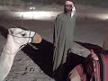 Dubai camels