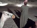Dubai camels