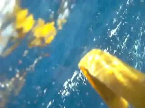 Видео 'Черепаха - режиссёр'