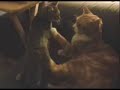 Boxing Kitty