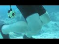 Cleaner Fish Attack, Koh Tao.m4v