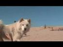 Pipoca at the beach
