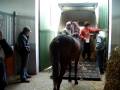 videos de Bohemia to leave stud