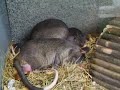 Essen 07.06.2008 - Gambian Pouch Rats Video 3