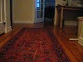 Cat Plays Fetch