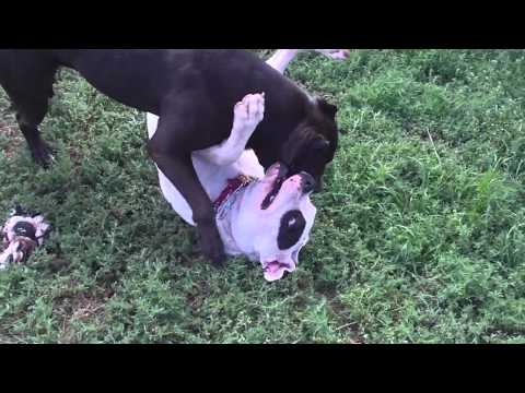 presa canario i dogo argentino