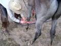 Hobble breaking 