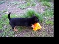 puppies puppies