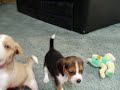 beagle puppies 2
