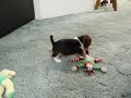 Beagle Puppies 2 Beagle Puppies 2