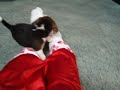 beagle puppies 2