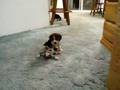 Beagle Puppies 2