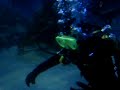 Shelley diving with the fish Shelley diving with the fish