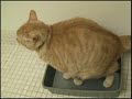 po...without cat litter po...without cat litter