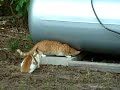 Chopper gets unwanted help