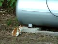 Chopper gets unwanted help