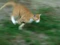 Chopper gets unwanted help