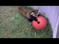 かぼちゃに乗るレッサーパンダ~Red Panda & pumpkin 上北ふたご