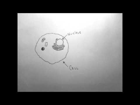 how to isolate endoplasmic reticulum