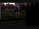 Dancing Cow