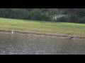 videos de Swimming with the manatees