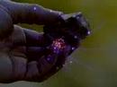 Radiometric Dating age of the earth
