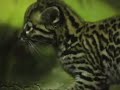 Ocelot Kitten Explores Exhibit