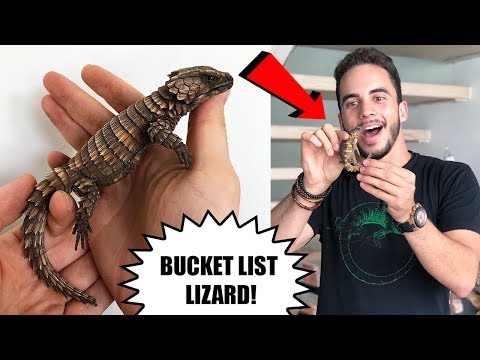 YouTube reptile video