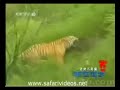 Tiger Attack to Pig Safari Videos