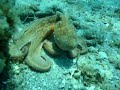 Octopus hunting Octopus hunting
