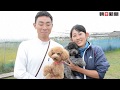 トイプードル、警察犬に合格 メス２匹、鳥取県警嘱託へ