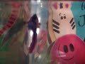 My Betta Fish (Flip & Flop)  Biofeedback Headache