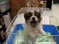 Watch 'Perro llora como Bebe'