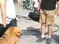 USC 3 filming Austin the fly n lion Dog Venice Beach Calif