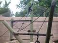 Playful Gibbons
