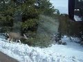 Wild life in Grand Canyon National Park. Wild life in Grand Canyon National Park.