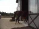 Gallopin' Gibson Comes Home
