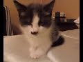 Pandaline My Kitten Falling Asleept Part 2