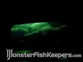 Taiwan Aquarium Giga Arapaima Feeding Monsterfishkeepers.com