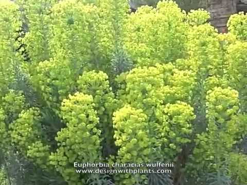 how to care euphorbia plant