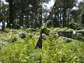 Serenity Forest Serenity Forest