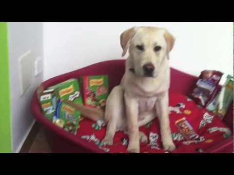 Labrador retriever 6 months