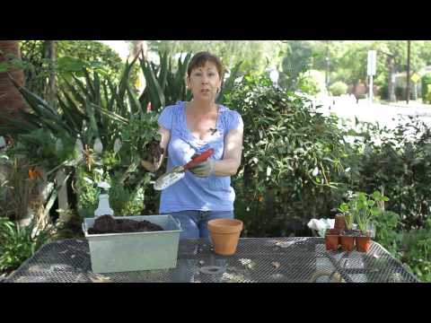 how to transplant everbearing strawberries