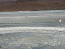 Lago de Flamingos