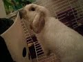 my bellaaa bunnie [myBABY]